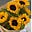 Aster solenne's avatar