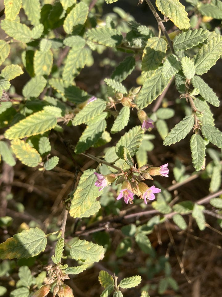 Flowering plants in the Florida-Friendly Landscaping Demonstration Garden that include pink hibiscus, yellow beach sunflower, lavender tea bush, and yellow goldenrod.