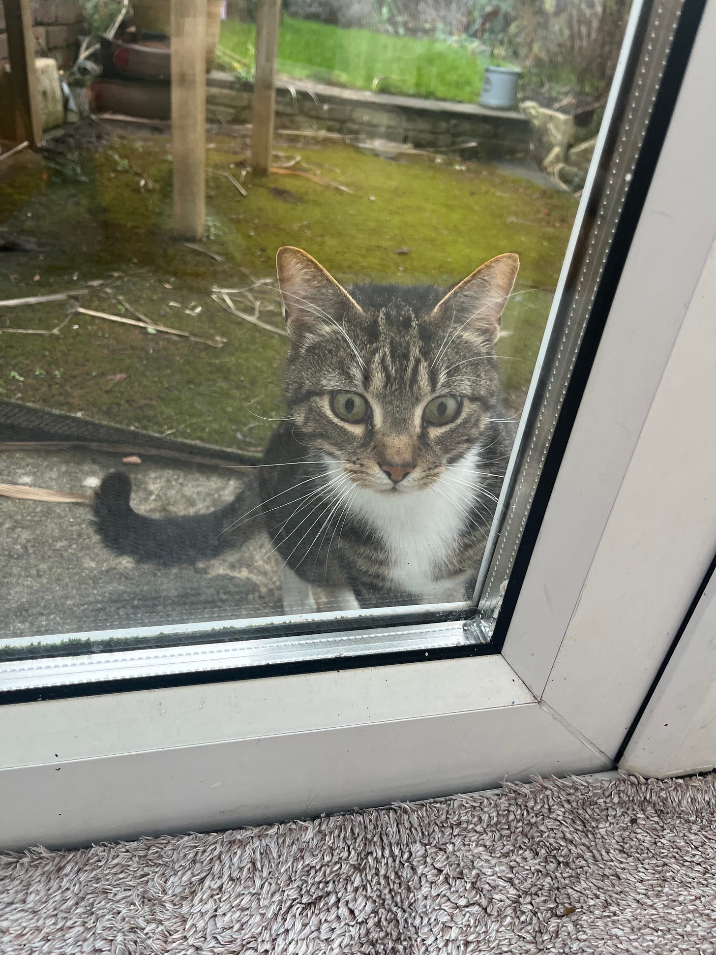 cat staring window 