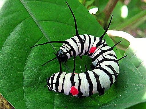 Caterpillar of the Paper Kite Butterfly (Idea leuconoe).