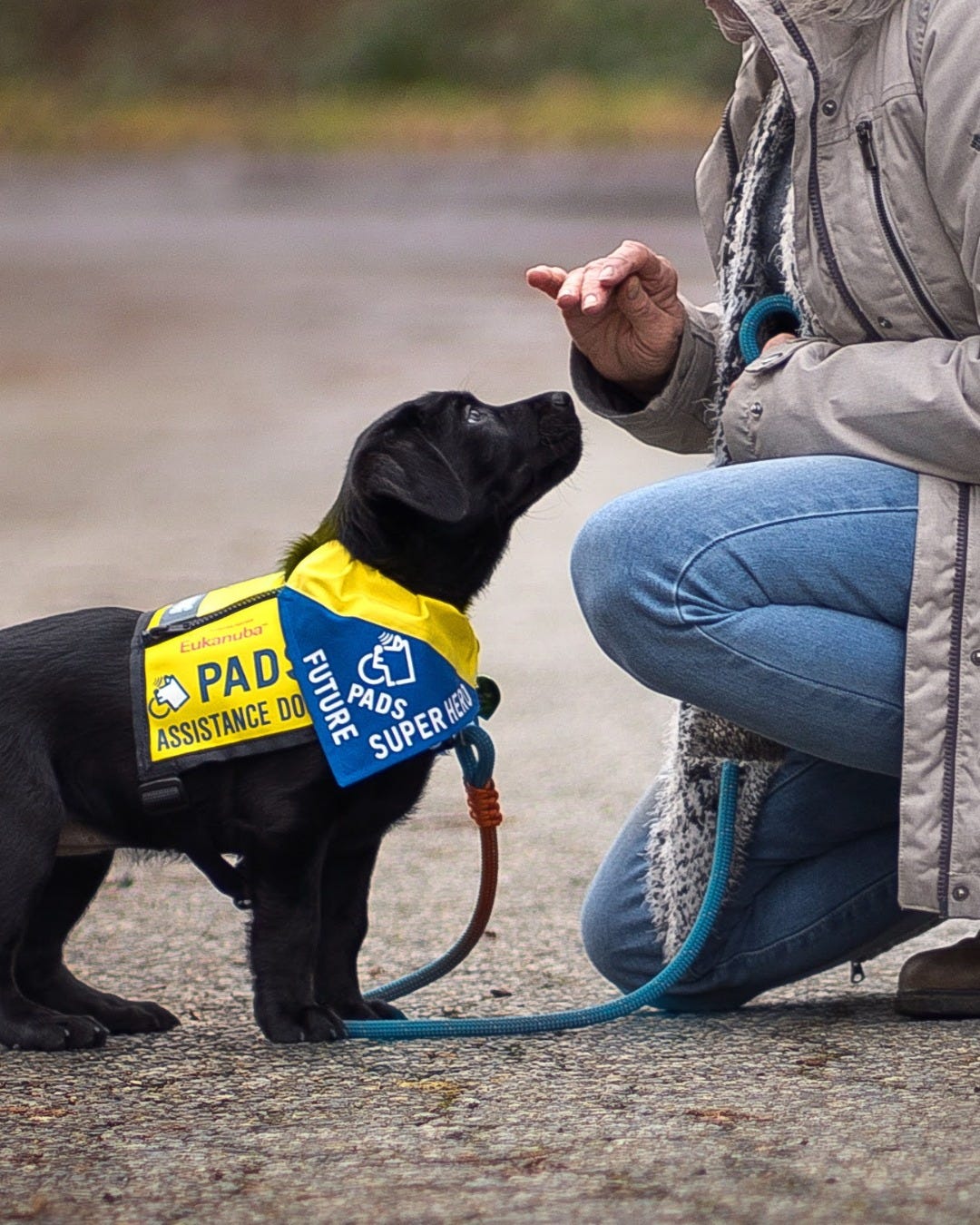 A black lab puppy in a yellow PADS Assistance Dog vest wears a blue PADS Future Super Hero bandana. They focus intently on the trainer's raised hand as they kneel in front of the puppy.