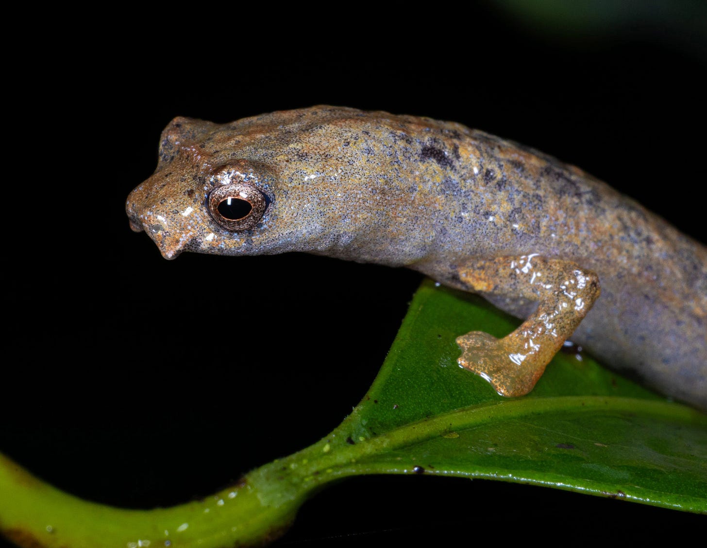 Close-up of a ridge-headed salamander (Bolitoglossa colonnea) poised on a rain-slick green leaf at night, its bronze-and-slate body finely speckled, large dark eye reflecting light, and delicate toes gripping the leaf against a deep black background.