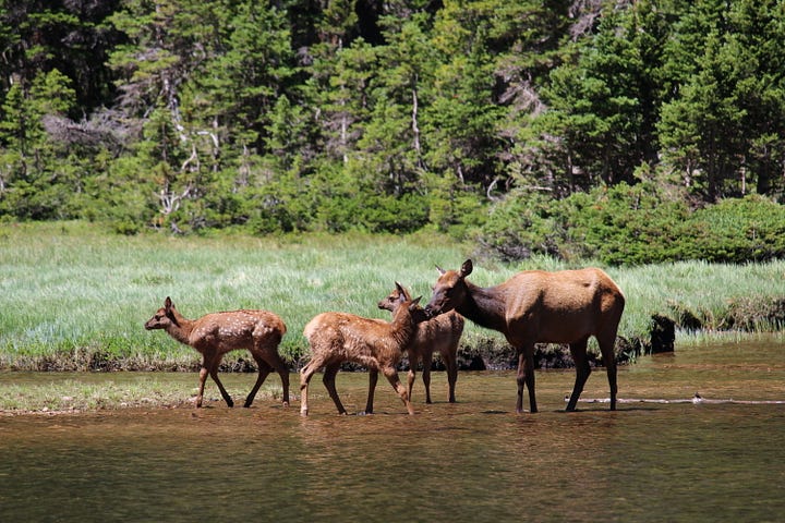 photo credit for the elk photo Randy Kemp