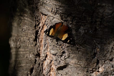 Butterflies and birds in the tawai tree.