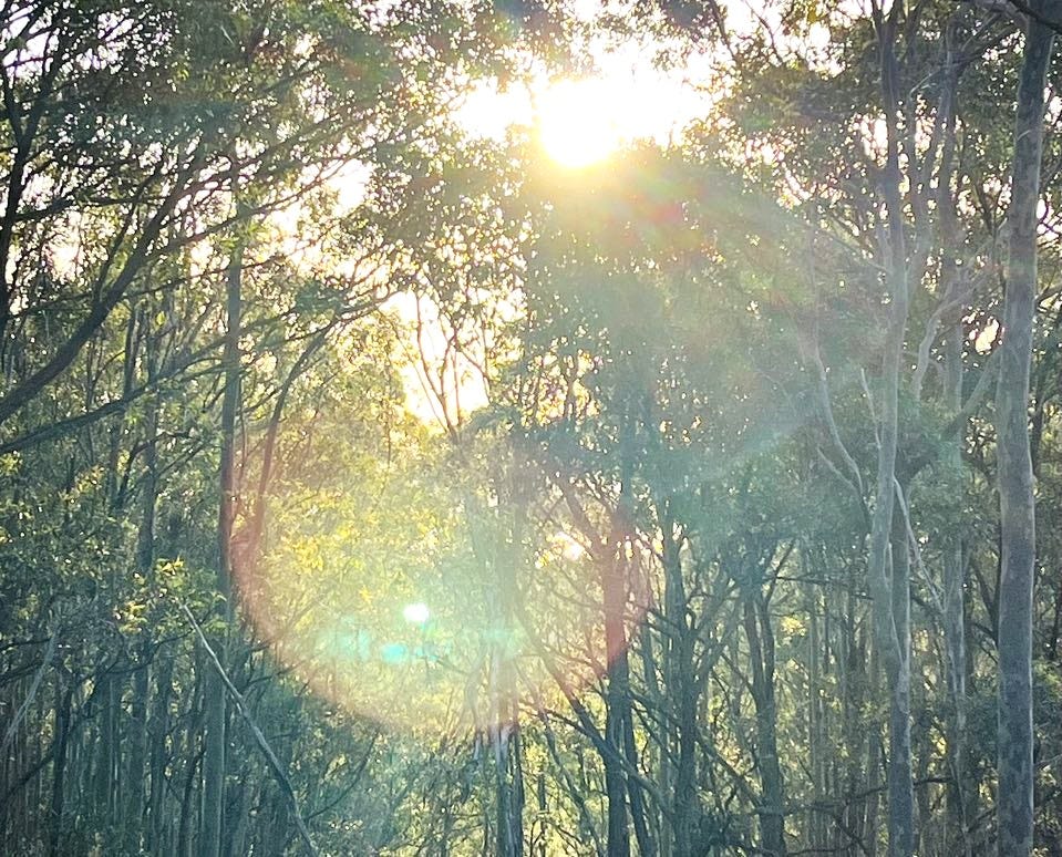 trees and light, michelle cowles