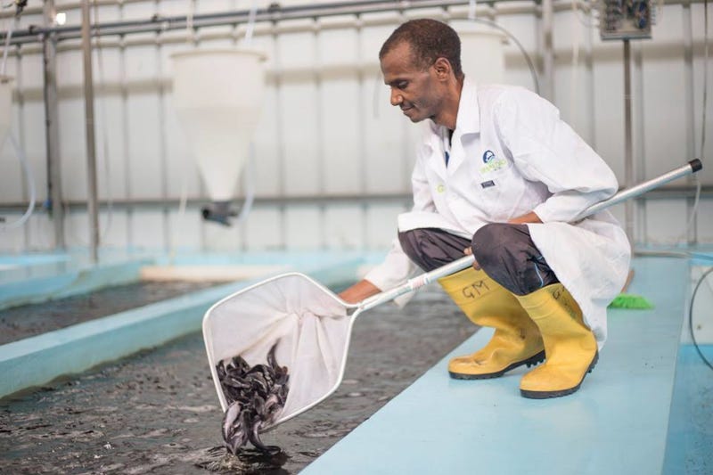 Nigeria's Shaldag fish farm, which produces processed, smoked catfish. Nigeria's Shaldag fish farm, which produces processed, smoked catfish.