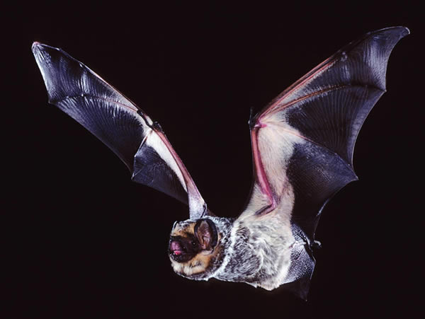 Wind power threatens hoary bats