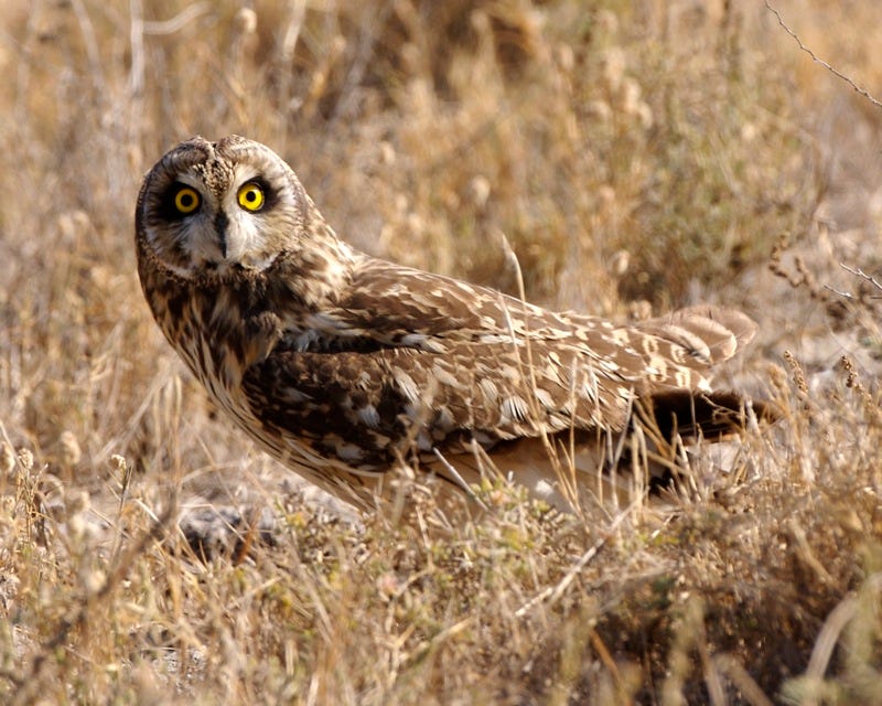 un buho campestre, de tonos marrones, en medio de un campo seco