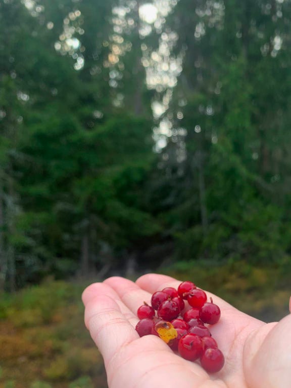 Lingonberries in the palm of my hand in the forest.