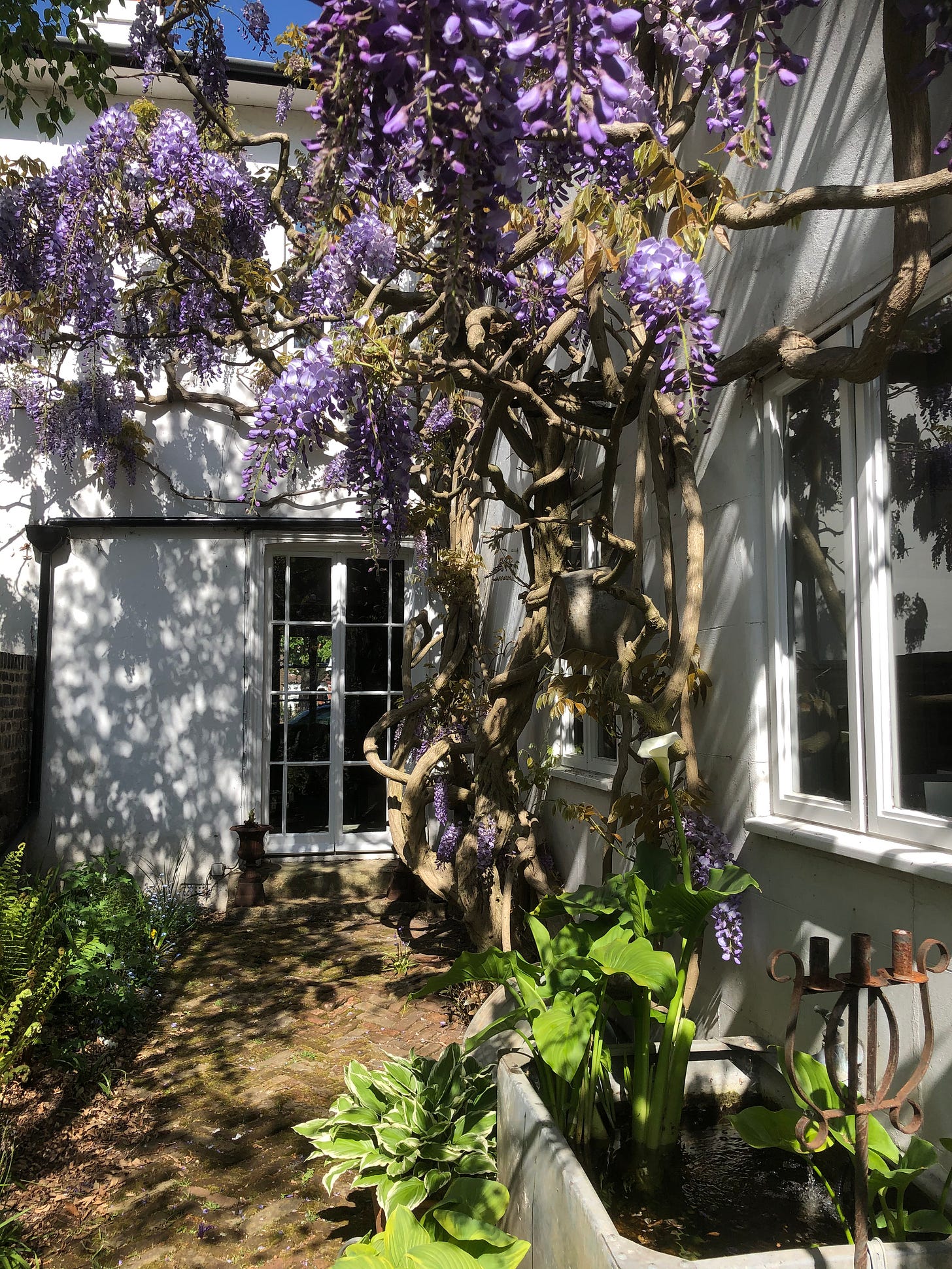 The 100 year old Wisteria in my garden - by Susy Smith