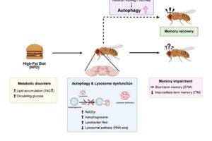 Researchers from Chiba University have shown that high-fat diet-induced metabolic stress impairs intermediate-term memory formation in Drosophila by disrupting autophagic activity and lysosomal function.