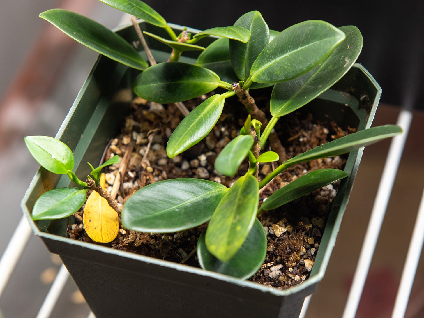 ID: Rooted cuttings planted in a container showing new growth.