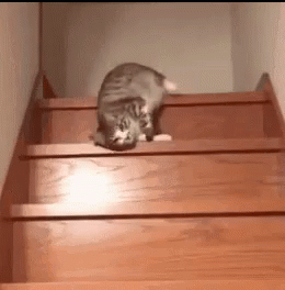 Lazy Cat GIF - Lazy Cat Stairs - Discover & Share GIFs Lazy Cat GIF - Lazy Cat Stairs - Discover & Share GIFs