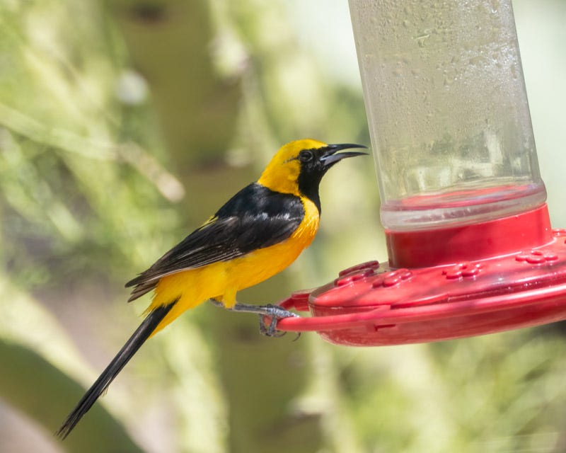 20250722-Sabino-4-Edit.jpg 20250722-Sabino-4-Edit.jpg