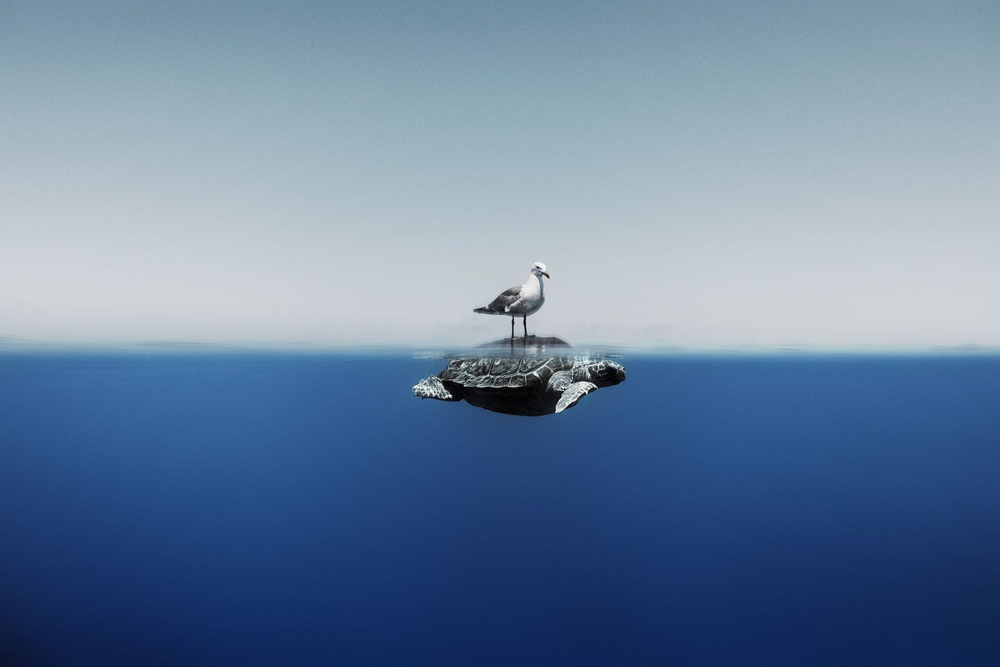 A seagull rides on the back of a sea turtle in the ocean off of Menorca, Spain.