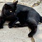 JustaCat's avatar