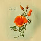 Introducing California