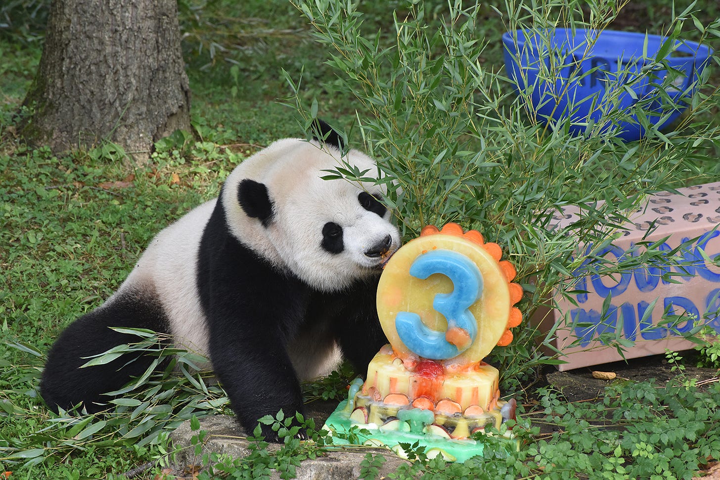 Giant panda Xiao Qi Ji enjoys an ice cake to celebrate his third birthday at the Smithsonian's National Zoo in Washington. Giant panda Xiao Qi Ji enjoys an ice cake to celebrate his third birthday at the Smithsonian's National Zoo in Washington.