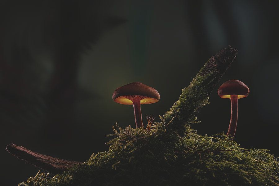 At night in the dark forest - mushrooms glow Photograph by Dirk Ercken