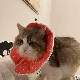Kitty Update