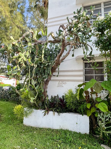Photos of trees, plants and flowers on sunny summer days.
