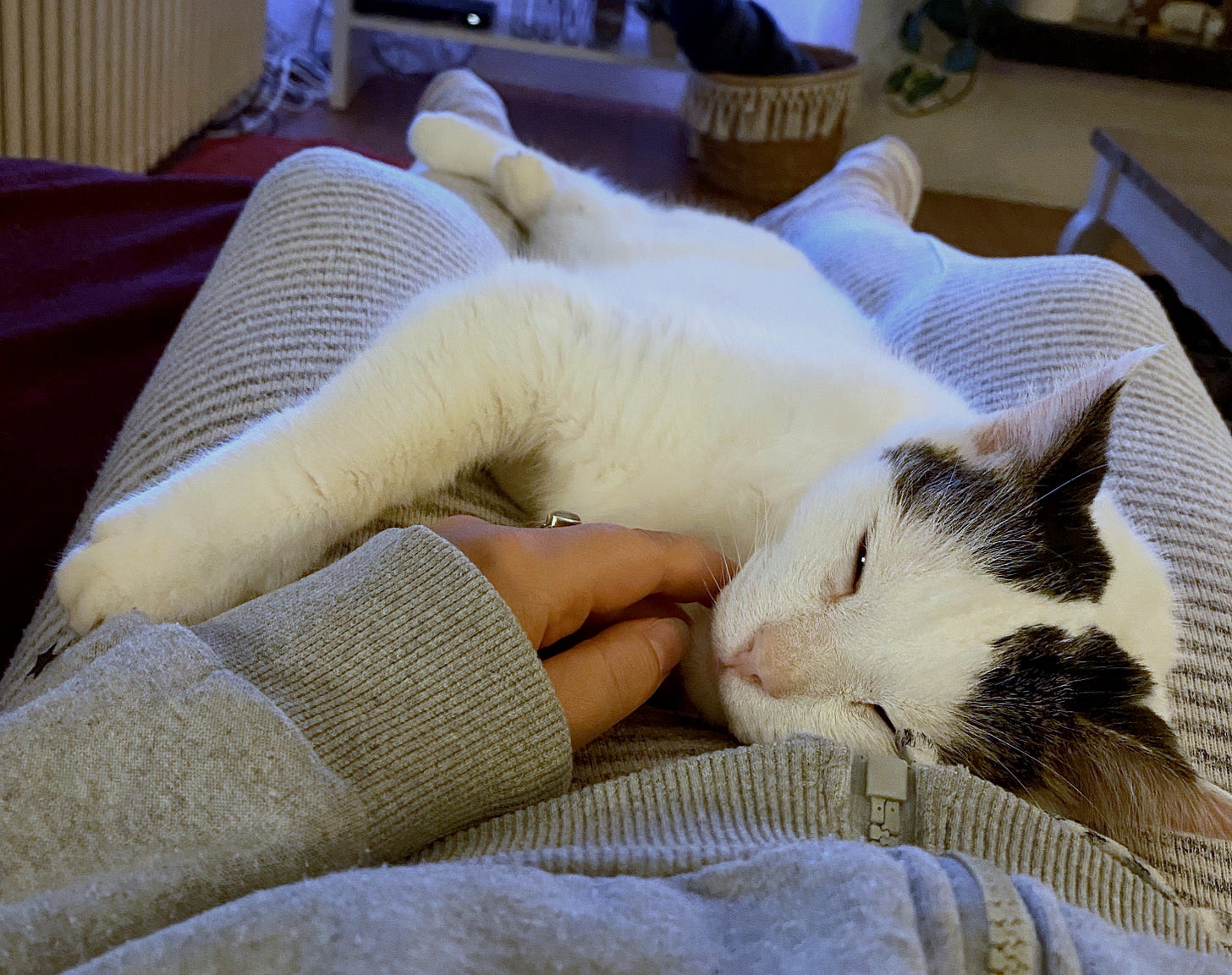 Bailey, a white cat with two grey markings on his head, is nestled between his mom's legs on her lap as she sits on the couch. One of his front legs is wrapped around her leg, and his eyes are barely squinting open, giving a peaceful, sleepy expression. Bailey, a white cat with two grey markings on his head, is nestled between his mom's legs on her lap as she sits on the couch. One of his front legs is wrapped around her leg, and his eyes are barely squinting open, giving a peaceful, sleepy expression.