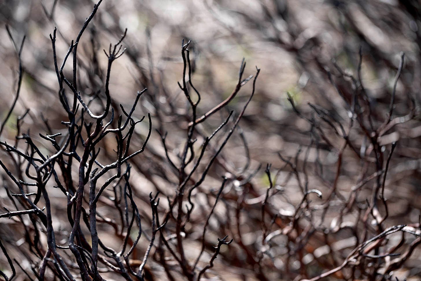 Macro shot of the burnt black stems of ling heather (Calluna vulgaris) in focus, against a soft blur of muirburn