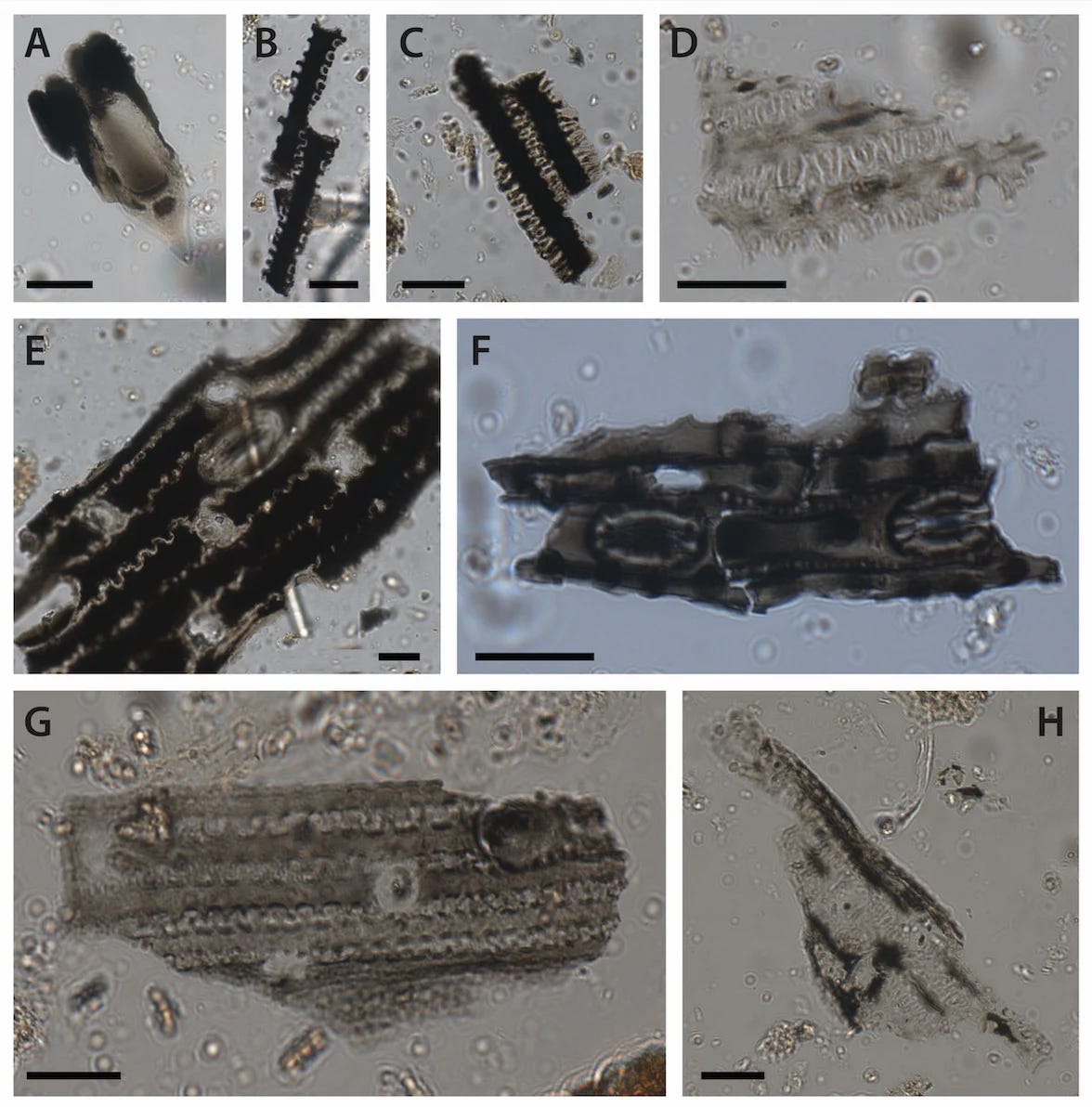 Microscopic images of burnt grass phytoliths recovered from Cloggs Cave. Most of the phytoliths shown originate from the inflorescences and leaves of grasses. The scale bar represents 20 microns. Credit: © Grono et al., 2026. Microscopic images of burnt grass phytoliths recovered from Cloggs Cave. Most of the phytoliths shown originate from the inflorescences and leaves of grasses. The scale bar represents 20 microns. Credit: © Grono et al., 2026.