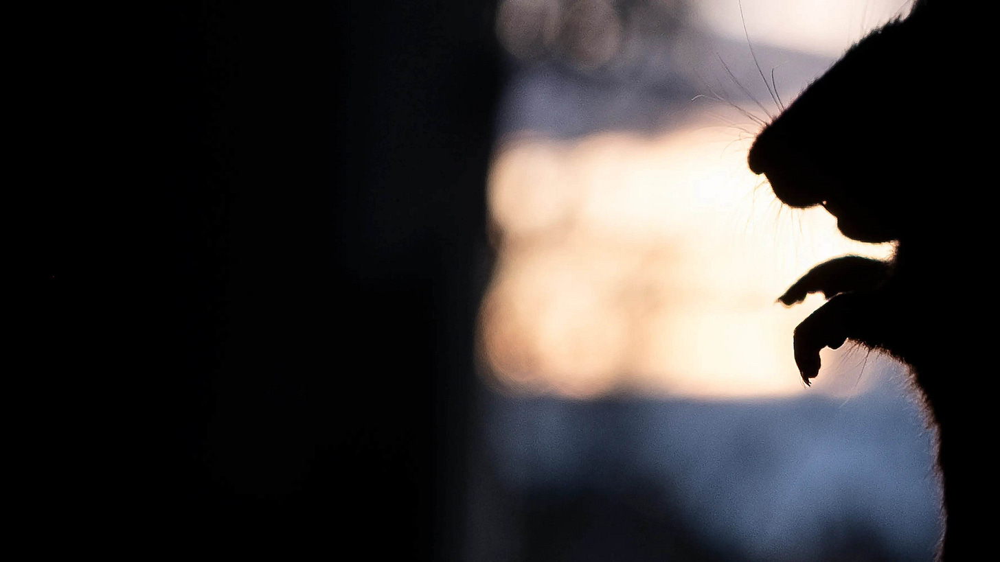 Rat removal program.