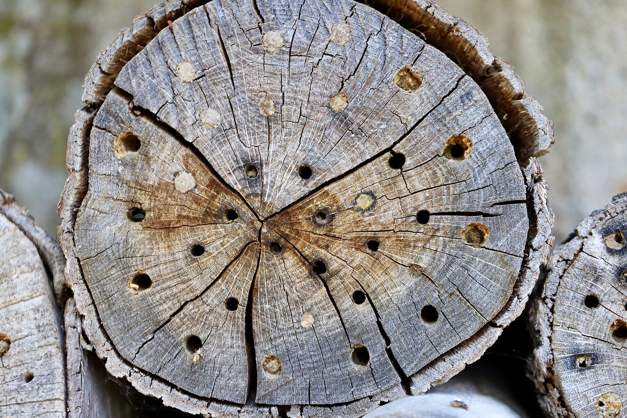 bee hotels do more harm than good