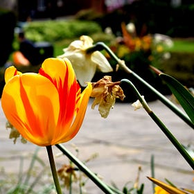 Semper Augustus: End of the Golden Age