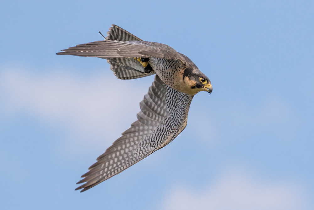 Peregrine Falcon Facts | Fastest Animal on Earth