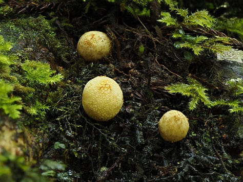 little white puffball mushrooms 