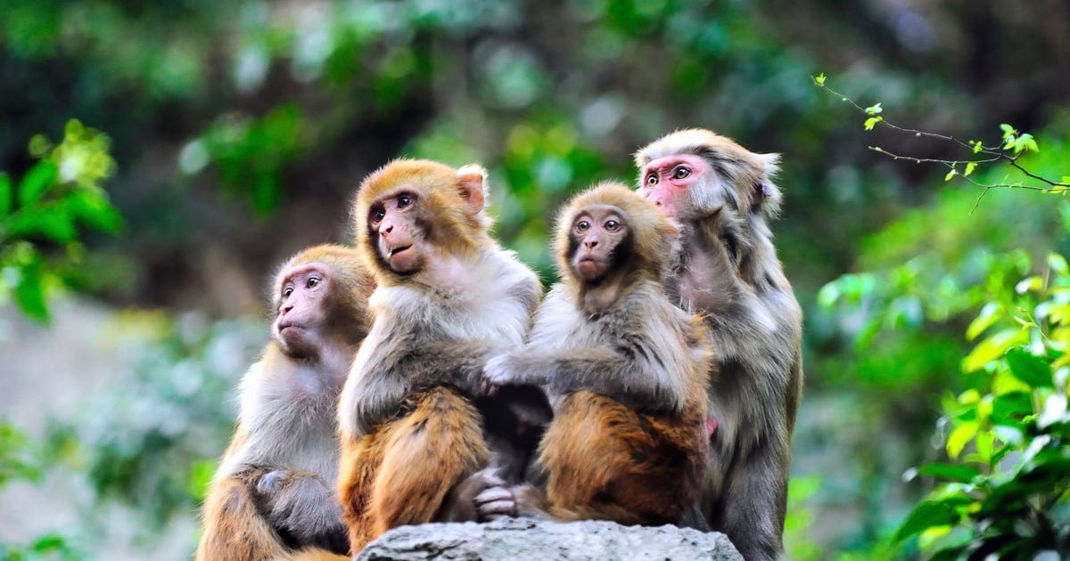Interesting facts macaques | World Animal Protection UK