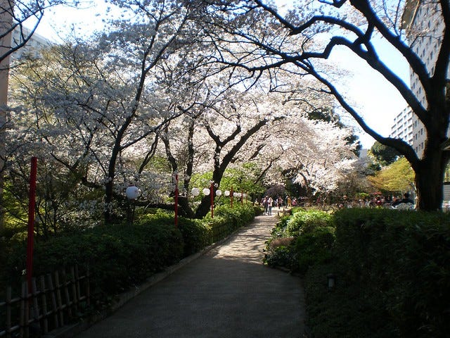 Cherry Blossom at the Prince Sakura Tower Hotel Cherry Blossom at the Prince Sakura Tower Hotel