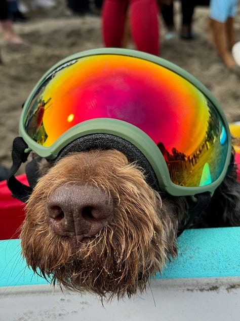 Various images of Paco the Spanish Water Dog