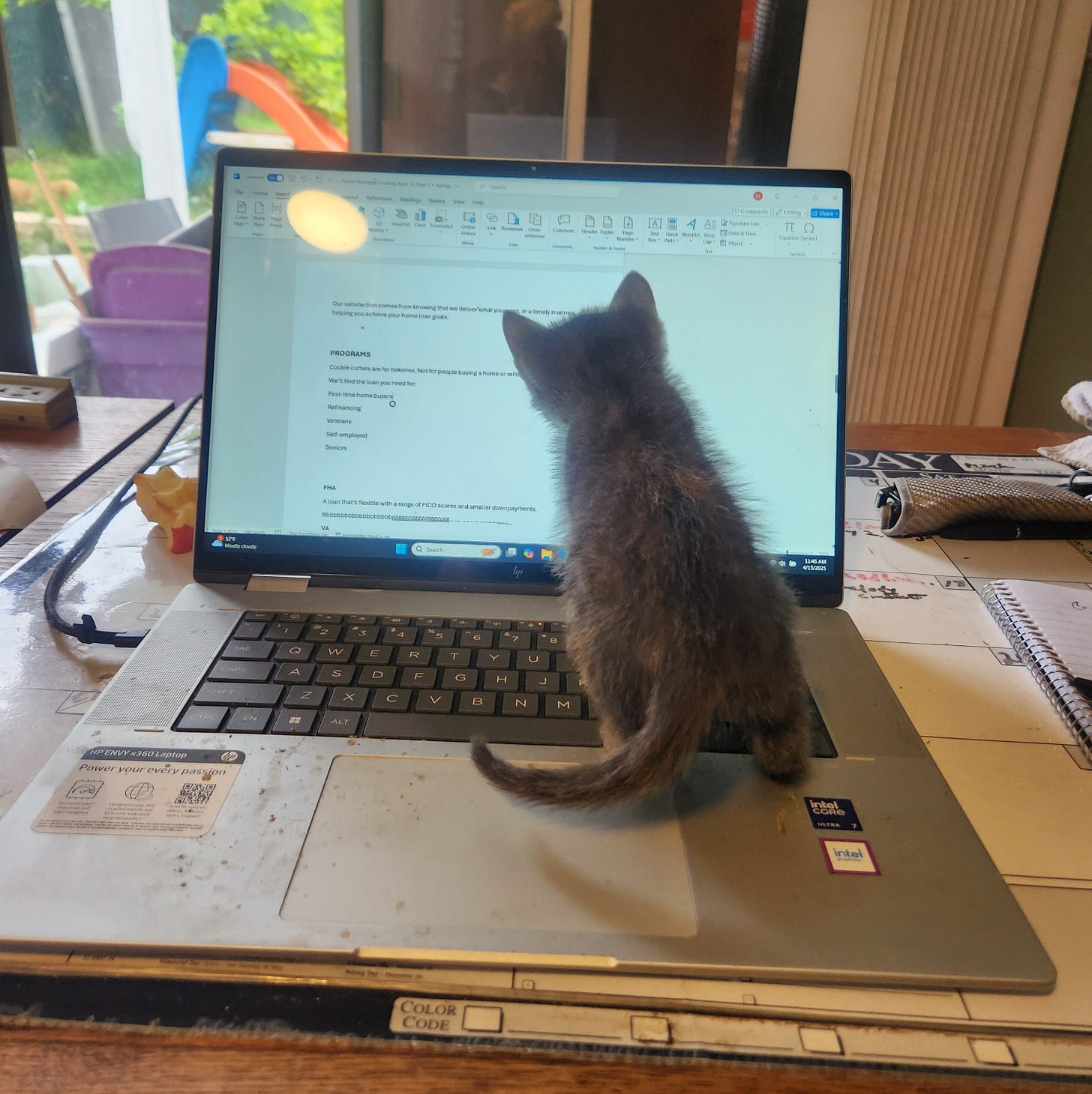 Kitten looking at laptop screen
