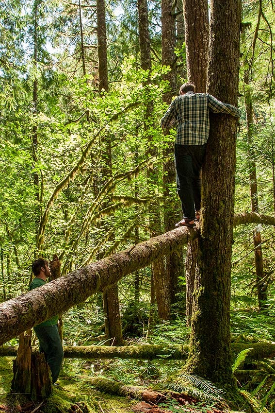 man standing on a log six feet off the ground, talking to a man below, in a bright lush forest 