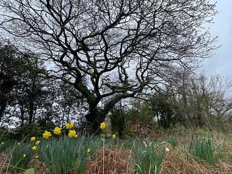 Scenes from Wild Spirit Woods
