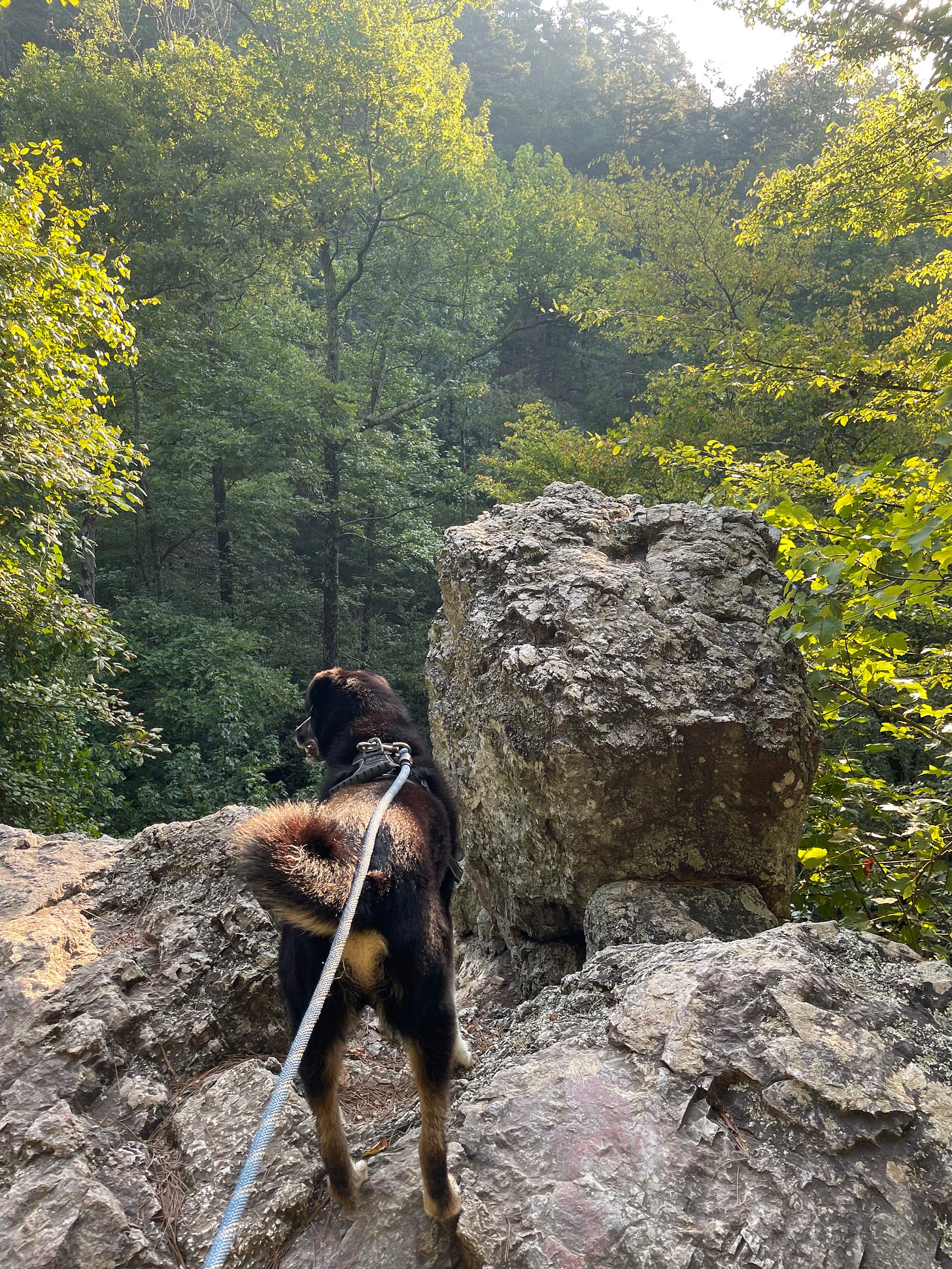 Lush green trees surround a rocky structure where a back dog on a leash stands