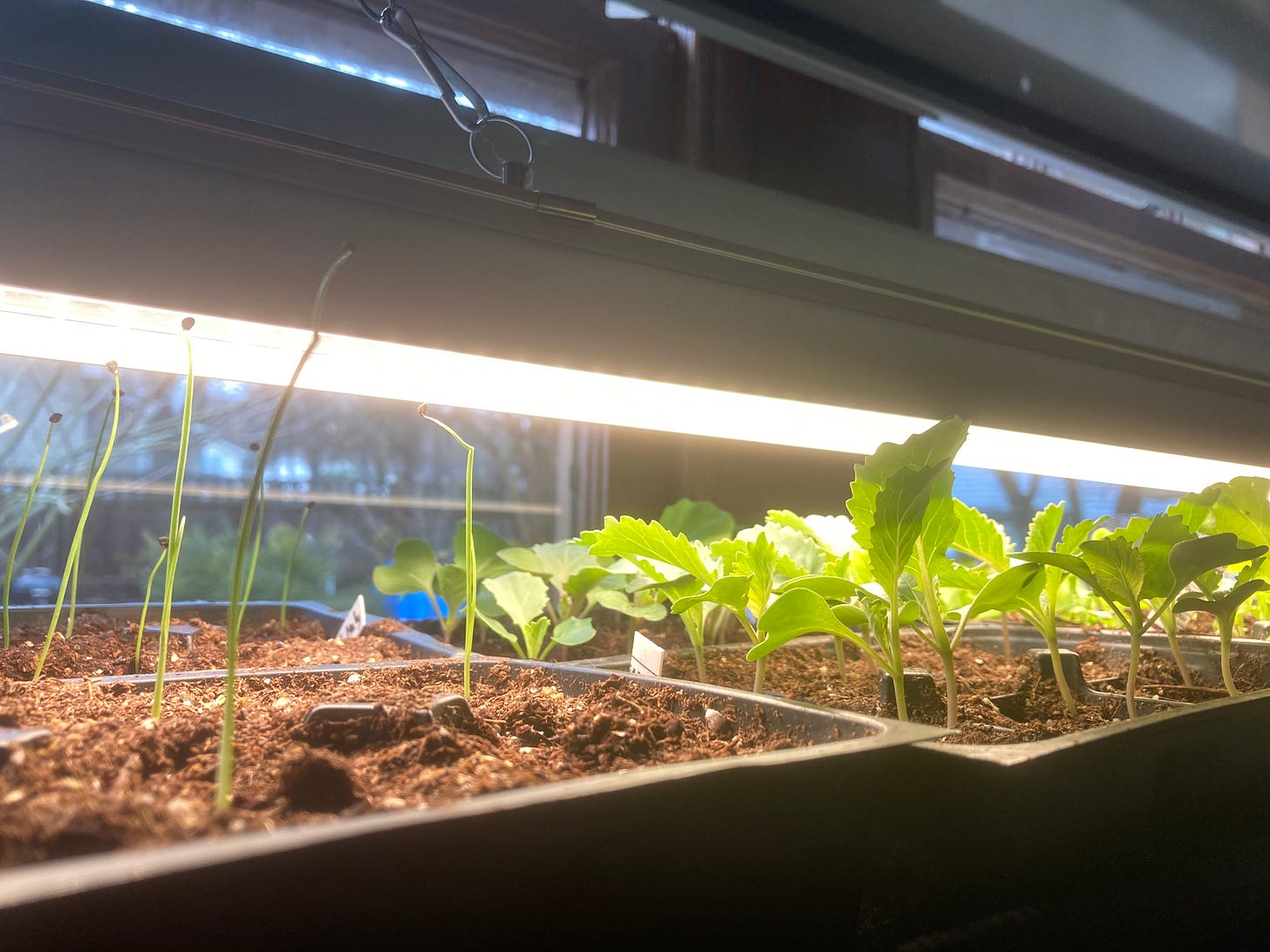 Photograph of lettuce and onion seedlings flourishing under a grow light.