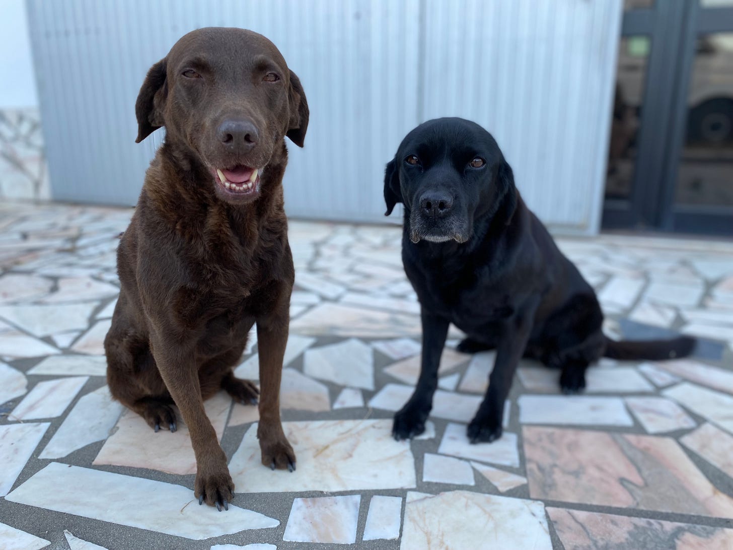 Two hairy beast labrador hounds Hummock and Bobby Starlite-Campbell in Samora, Correia, Portugal