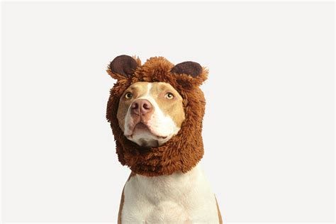 Funny Dog Photos, Download The BEST Free Funny Dog Stock Photos & HD Images Funny Dog Photos, Download The BEST Free Funny Dog Stock Photos & HD Images