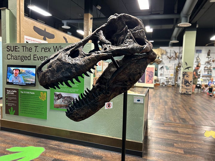 taxidermy, museum, exhibits, displays, interior, furniture