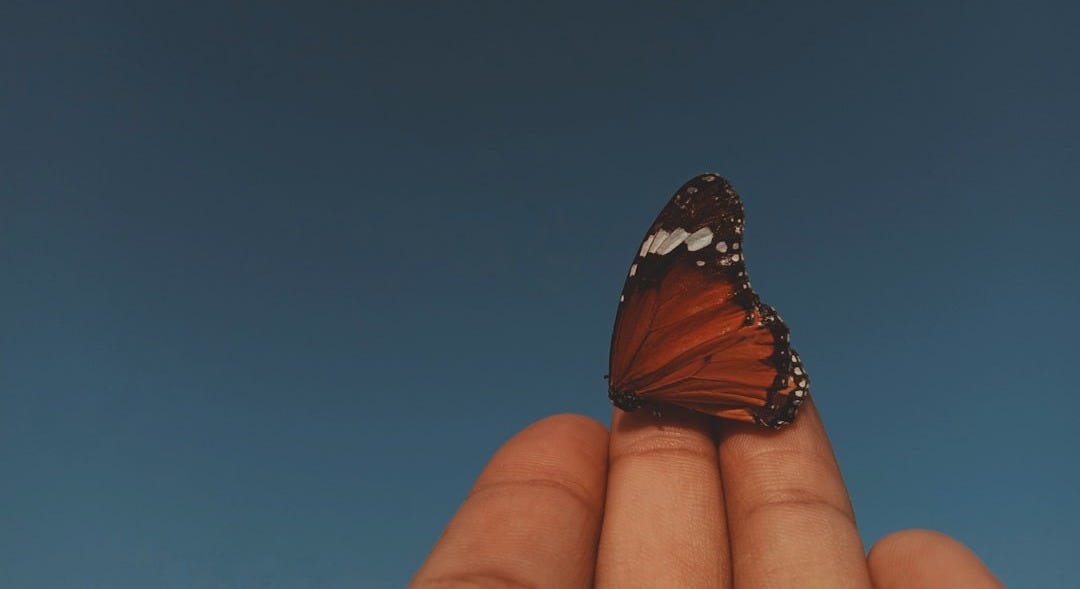 red and black butterfly on finger red and black butterfly on finger