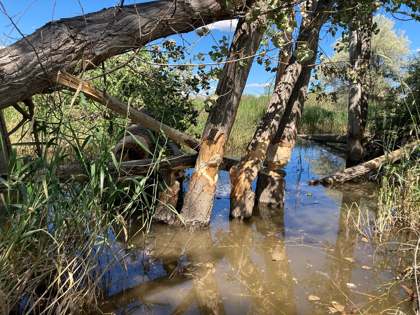 Trees standing in the water channel but beavers have eaten away at all of them just above the water line.