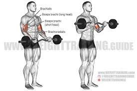 EZ bar curl exercise instructions and ...