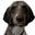 Bob's avatar