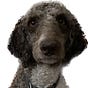 Bob's avatar