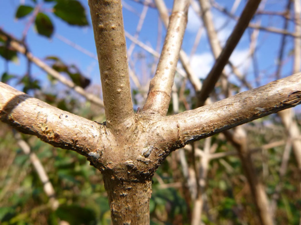 Brown stems with young bark